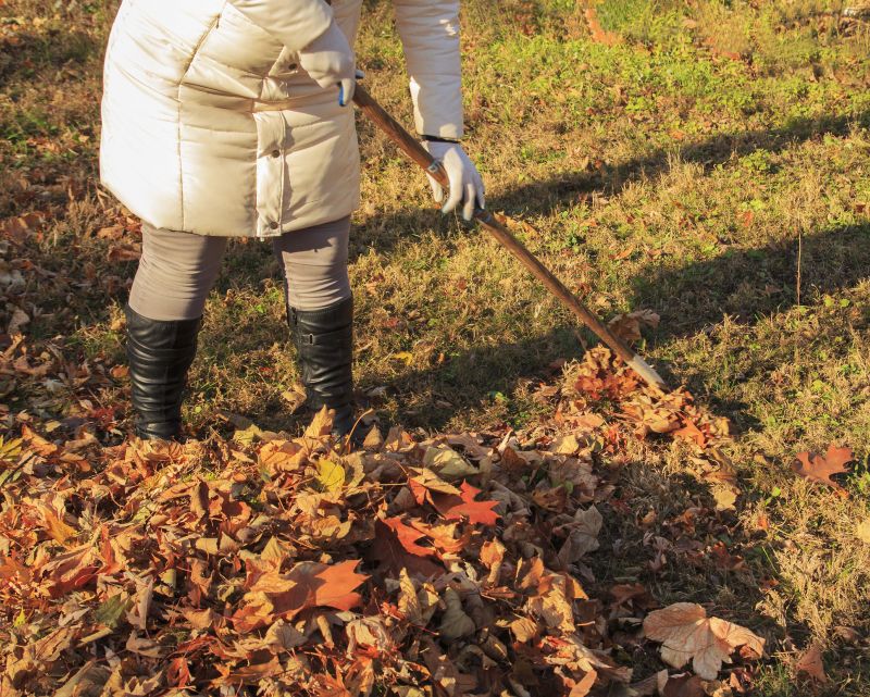 Leaves Being Raked
