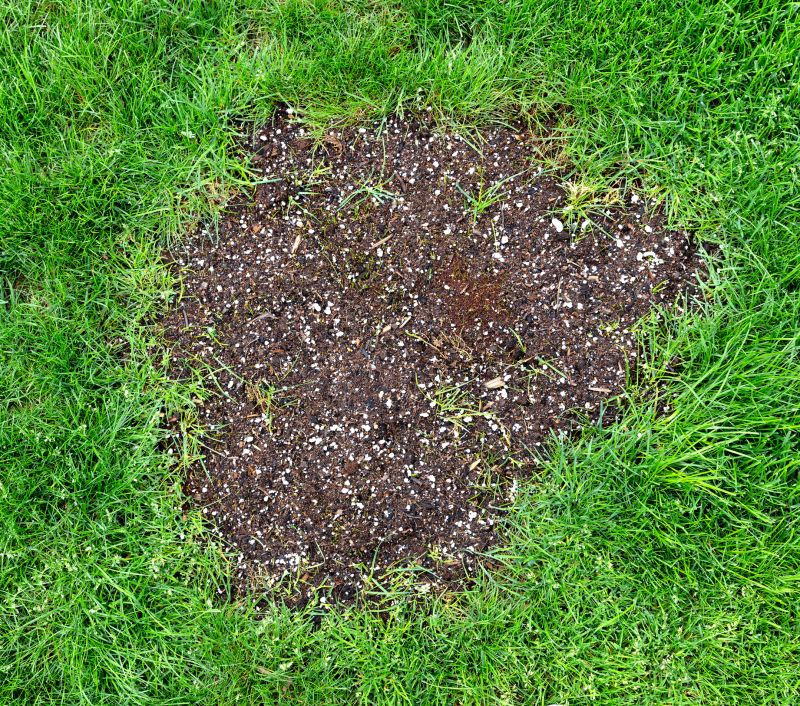 Lawn Damage Restoration