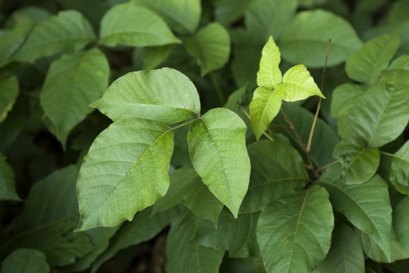 Poison Oak Removal in Philadelphia, PA
