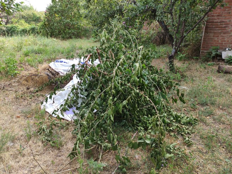 Tree Limb Cleanup in Honolulu, HI